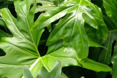 zeleň v kanceláři