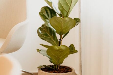 PackWall květináč